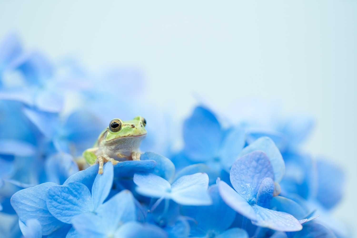 후러싱 2배드 1배스 콘도 렌트